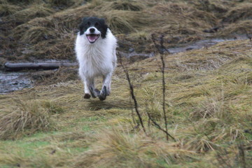 dog running