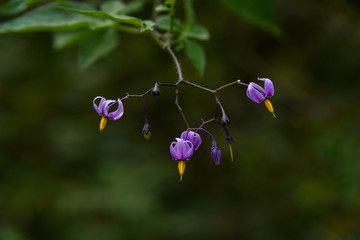 Fototapeta na wymiar Climbing Nightshade blooming in woodland shade, generally considered a weed 