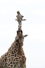 Giraffe is the tallest living terrestrial animal