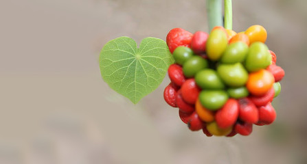 Green leaf of  Tinospora crispa, Menispermaceae, similar heart with the blurred colorful fruits, Thailand herb in the forest.