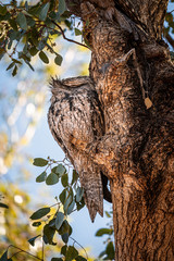 owl sitting on a tree
