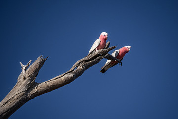 Two galahs on a branch