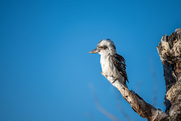 bird on a branch