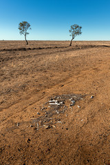 Lonely trees in outback Queensland arid landscape