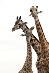 Giraffe is the tallest living terrestrial animal