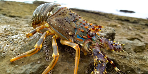 lobster on the rocks inside of beach 
