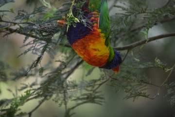 Parrot in tree