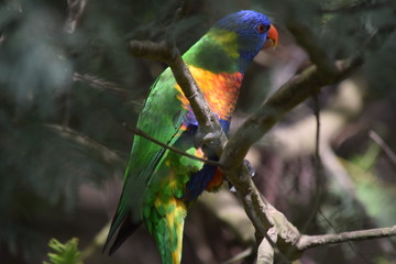 Parrot in tree