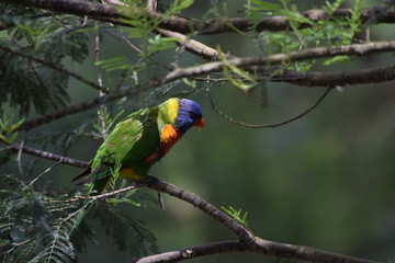 Parrot in tree