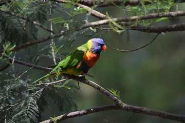 Parrot in tree