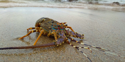 Lobster on the beach looking so beautiful with waves background