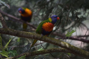 Parrot in tree