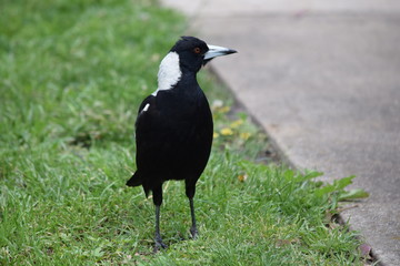 magpie