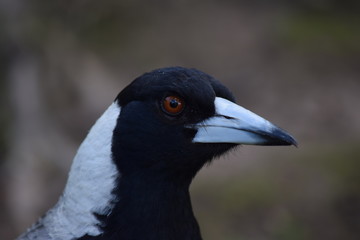 magpie