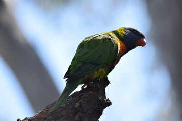 Parrot in tree
