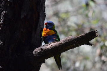 Parrot in tree