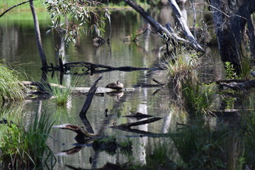 wild australian pond