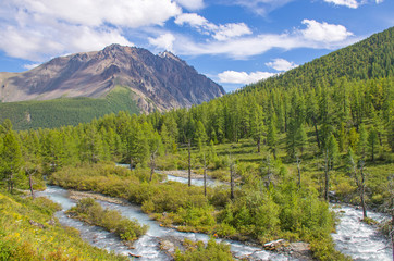 Fototapeta na wymiar landscape beautiful mountain river among Altai mountains with grassland and flowers