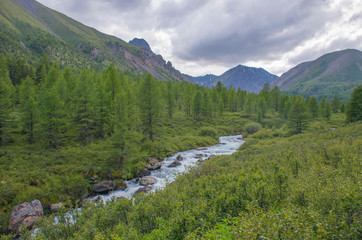 Fototapeta na wymiar landscape beautiful mountain river among Altai mountains with grassland and flowers
