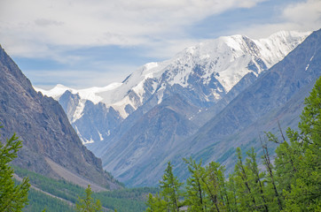 Obraz premium landscape beautiful snow top of Mount Altai with meadow grass and flowers 