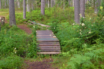 Obraz premium Path in a pine forest.