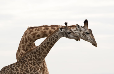 Giraffe is the tallest living terrestrial animal