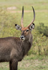 A waterbuck is a large antelope