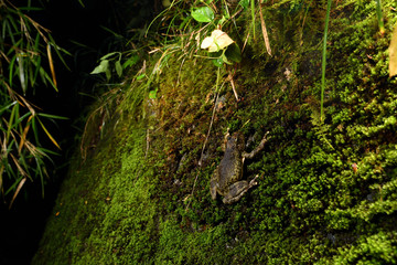 カジカガエル　メス