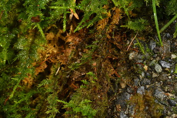 カジカガエル幼体