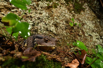 アズマヒキガエル