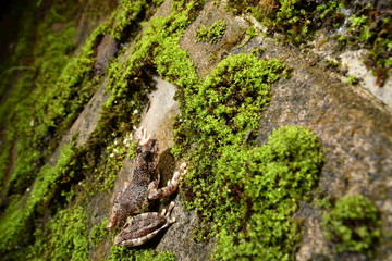 カジカガエル　メス