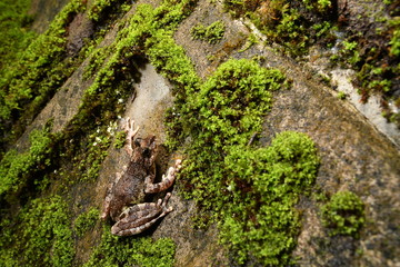 カジカガエル　メス