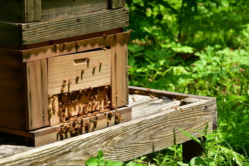 セイヨウミツバチ