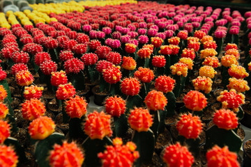 A lots of potted moon cactus created from a red, pink, yellow, Gymnocalicium mihanovichii, in a...