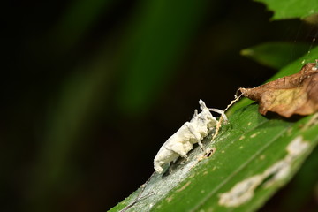 カミキリムシ　ボーベリア