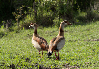 Egyptian goose belongs to the duck, goose, and swan family
