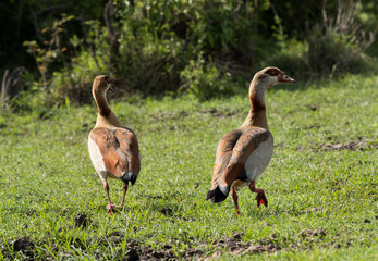 Egyptian goose belongs to the duck, goose, and swan family