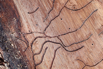 Termite damage mark on the wood texture