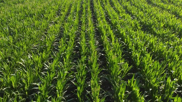green grass field. corn field. agriculture