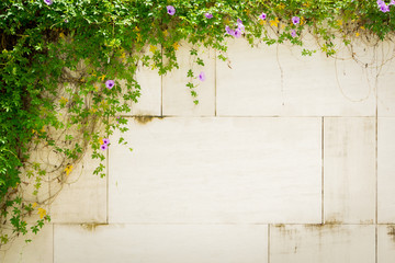 Creepers on the wall and garden design.