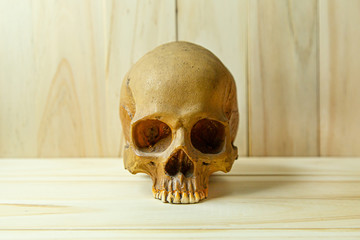 human skull on wood for body human or halloween content..