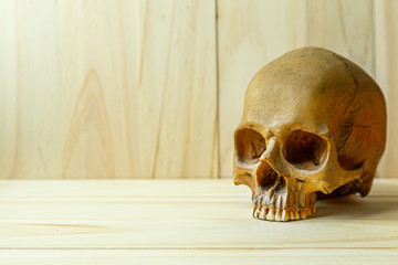 human skull on wood for body human or halloween content..