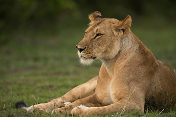 The lion is one of the four big cats and belongs to genus Panthera