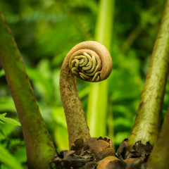 Growth of young leaves of ferns.