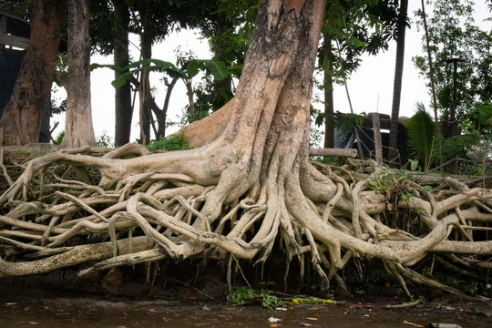 La parte inferior de un &aacute;rbol grande, con sus ra&iacute;ces descubiertas a la orilla del r&iacute;o rodeado de plantas, algas y lechugas.