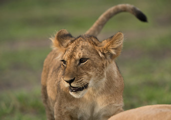 The lion is one of the four big cats and belongs to genus Panthera