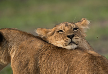 The lion is one of the four big cats and belongs to genus Panthera
