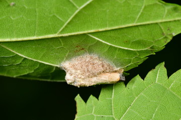 マイヅルヨコバイタケ