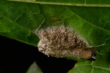 マイヅルヨコバイタケ