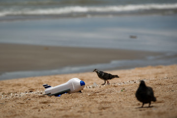 Pigeons and plastic toy airplane on sandy beach